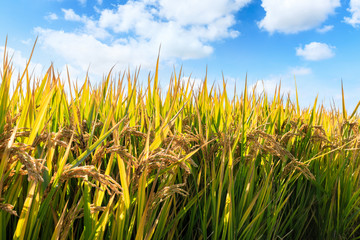 Ripe rice field and sky landscape on the farm