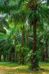 Oil palms in an oil palm plantation