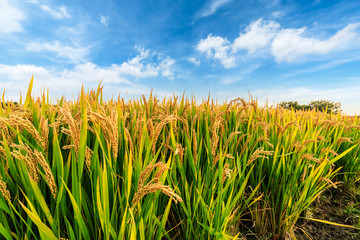 Obraz premium Ripe rice field and sky landscape on the farm