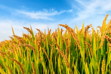 Obraz premium Ripe rice field and sky landscape on the farm