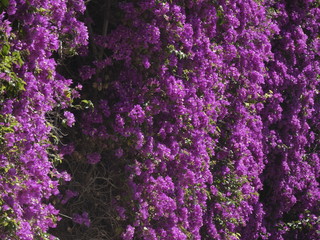 Pared llena de flores en primavera, flores de color rojizo - rosado - violáceo