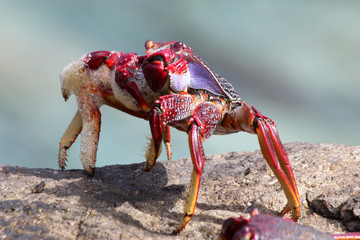 rote_Klippenkrabbe