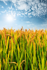 Obraz premium Ripe rice field and sky landscape on the farm