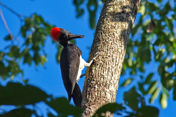 White-bellied woodpecker