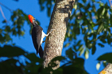 White-bellied woodpecker