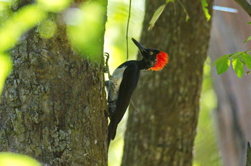 White-bellied woodpecker