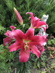 bright pink lily bloomed in the garden in the country on the background of the sculpture in the form of a boy