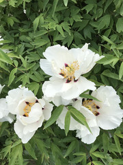 white peonies bloomed in the garden in the country on the background of green leaves