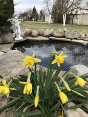 yellow daffodils bloomed in the garden in the country near the reservoir and sculptures in the form of a boy