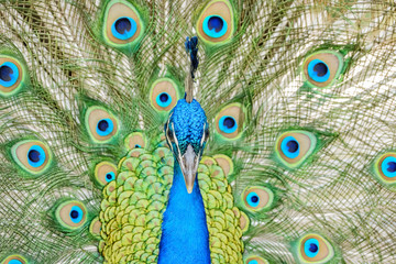 Obraz premium Male peacock showing it's color fan