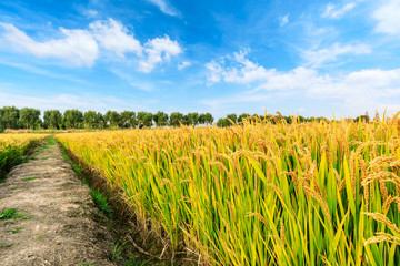 Ripe rice field and sky landscape on the farm