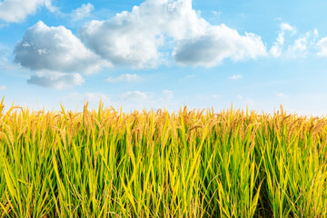 Obraz premium Ripe rice field and sky landscape on the farm