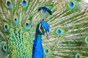 Male peacock showing it's color fan