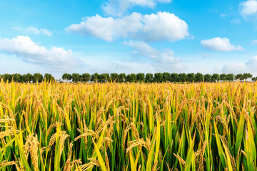 Ripe rice field and sky landscape on the farm