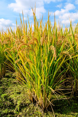 Ripe rice field and sky landscape on the farm