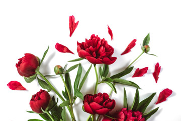 Flowers composition. Red peonies flowers on white background. Flat lay, top view mock up. Summer concept.