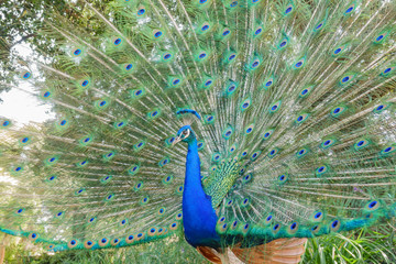 Obraz premium Male peacock showing it's color fan