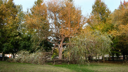 Naklejka premium A lonely and crooked wooden bench in front of a split tree with a damaged branch dangling on the ground.