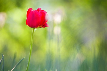 Bright pink red tulip flower blooming on high stem on blurred green copy space background. Beauty and harmony of nature concept.