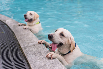 Two Labrador Retrievers kneeling by the pool