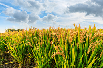 Ripe rice field and sky landscape on the farm