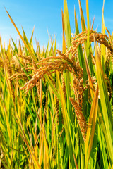 Naklejka premium Ripe rice field and sky landscape on the farm