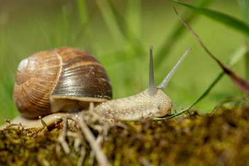 Weinbergschnecke,Helix Pomatia, im Garten, weit ausgestreckte Fühler, Gehäustragend auf Kriechfuß