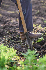 gardener plants vegetables.Man making a hole to plant flowers in the garden.