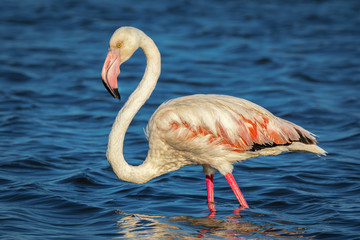 A beautiful flamingo in close-up at the Mar Menor in Spain. The feathers are pink and the water is blue.