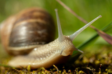 Weinbergschnecke,Helix Pomatia, im Garten, weit ausgestreckte Fühler, Gehäustragend auf Kriechfuß