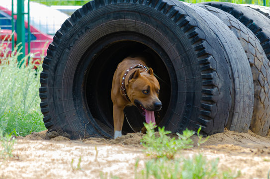 The passage of the tunnel dog during training. Training platform