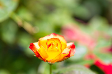 バラ園に咲く薔薇の花
