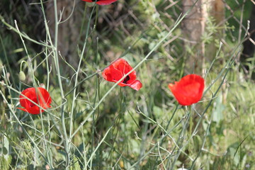 Naklejka premium Beautiful field of red poppies in the sunset light.