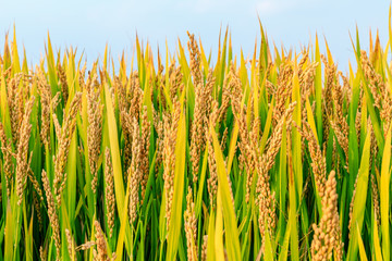 Obraz premium Ripe rice field and sky landscape on the farm