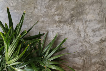Concrete vintage wall with green palm tree