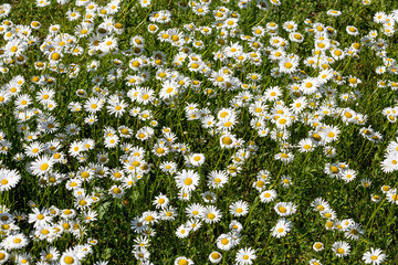 Blühende Margeritenwiese (Leucanthemum)