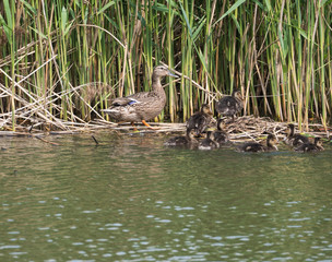 Wild Female Mallard duck with youngs ducklings. Anas platyrhynchos leaving the water hiding in reeds. Beauty in nature. Spring time. Birds swimming on lake. Young ones.
