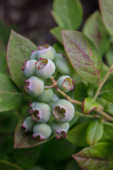 Obraz na płótnie Canvas Immature blueberries