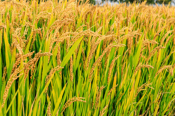 Ripe rice field on the farm