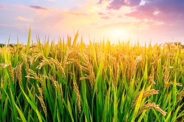Obraz premium Ripe rice field and sky background at sunset time with sun rays