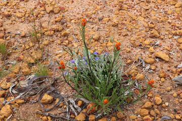 Endemic Western Australian wildflowers (Waitzia acuminata and Dampiera linearis) growing in the dry rocky outback in spring