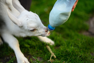little goat in the hands of a veterinarian to feed in outdoor. animal care. 