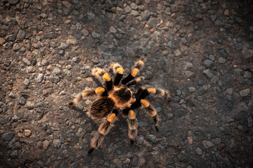 tarantula