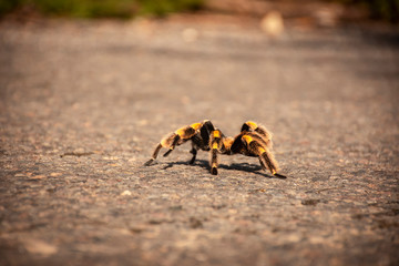 spider in the way