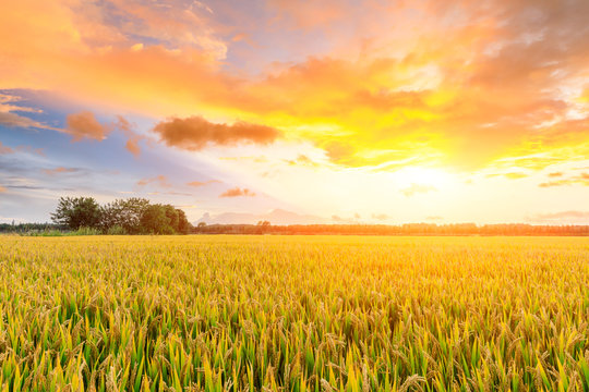 Ripe rice field and sky background at sunset time with sun rays