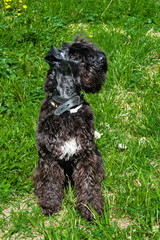 Dog breed Kerry blue Terrier puppy with a white spot on the chest against the green grass, close-up
