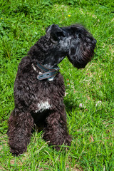 Dog breed Kerry blue Terrier puppy with a white spot on the chest against the green grass, close-up