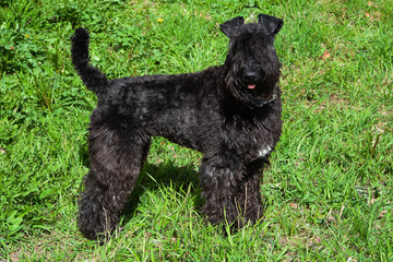 Dog breed Kerry blue Terrier puppy with a white spot on the chest against the green grass, close-up
