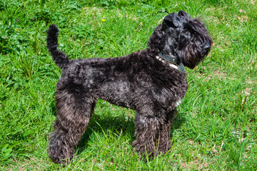 Dog breed Kerry blue Terrier puppy with a white spot on the chest against the green grass, close-up