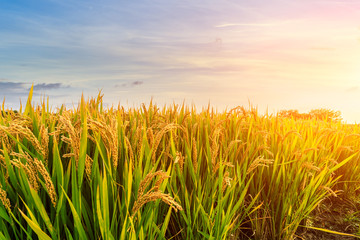 Obraz premium Ripe rice field and sky background at sunset time with sun rays